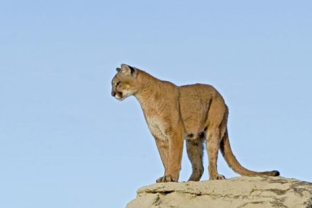 Wildcat Haven Image